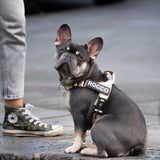 The Barkee™ Harness