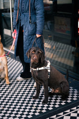 The Barkee™ Harness