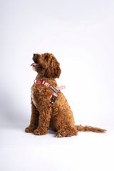 The Barkee™ Harness