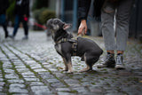 The Barkee™ Harness