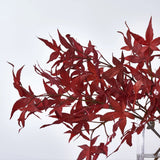 Lifelike Red Japanese Maple Branches in Modern Flat Rectangle Vase Fall Everyday Water Illusion Arrangement