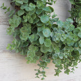Gray-Green Eucalyptus Everyday All Seasons Front Door Wreath