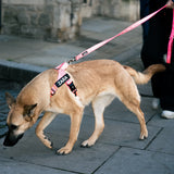 The Barkee™ Harness