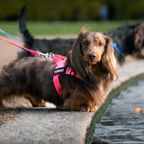 The Barkee™ Harness