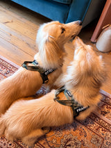 The Barkee™ Harness