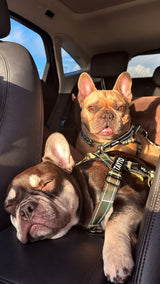 The Barkee™ Harness