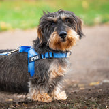 The Barkee™ Harness